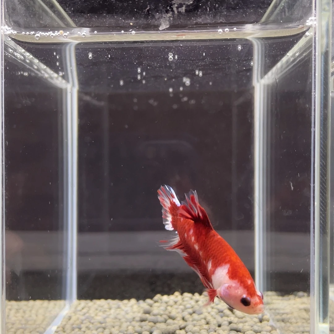 斗鱼33号aoc波妞红肉公