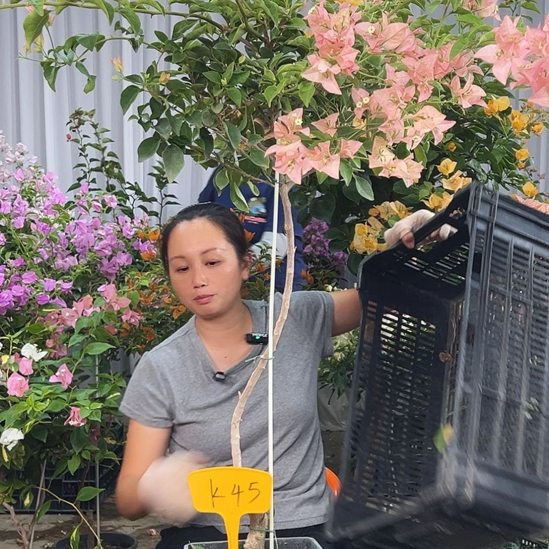 ****航大部分花苞少量开放K45卡亚塔