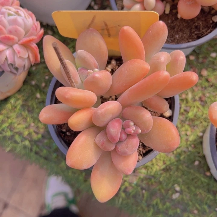 健健康康平平安安