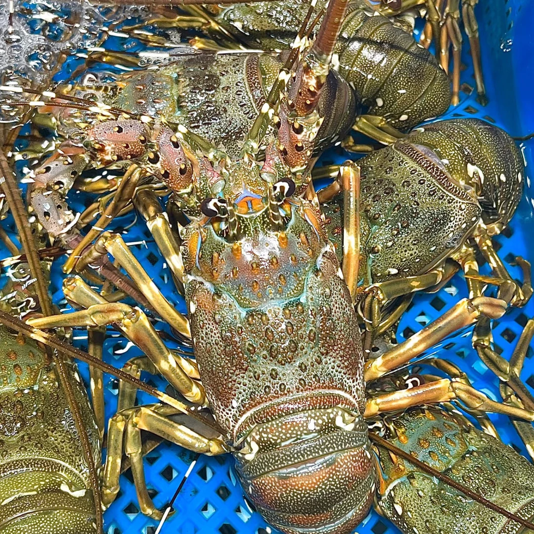 【鲜活】薄壳大青龙（0.6−0.75斤/只）“肉质Q弹、爆黄流心”