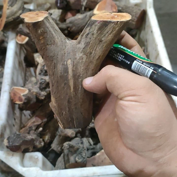 田***飞大果紫檀（缅甸花梨）