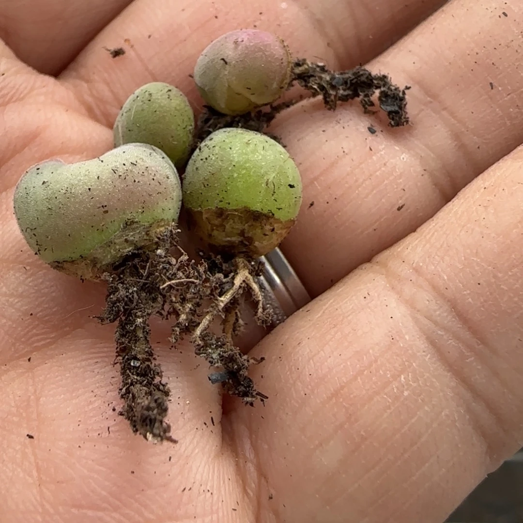 大眼睛怪怪四颗5