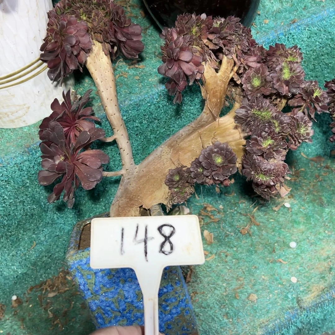 多肉植物铜壶一体化148