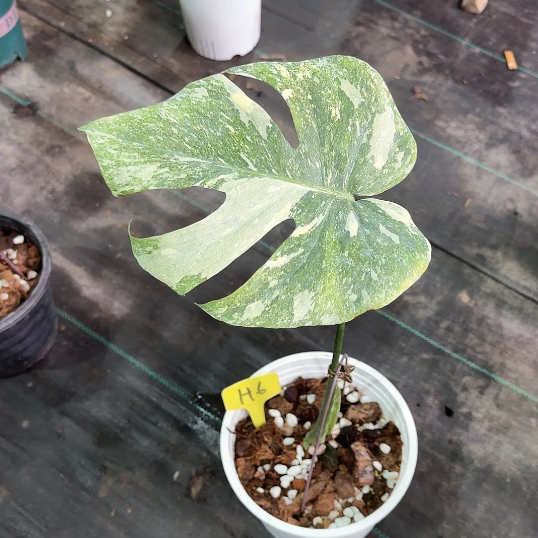 无花朵骑****美绿雪一叶一芽H6