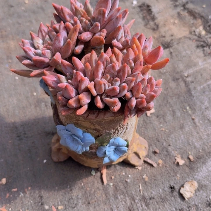 1806美人杂交带盆