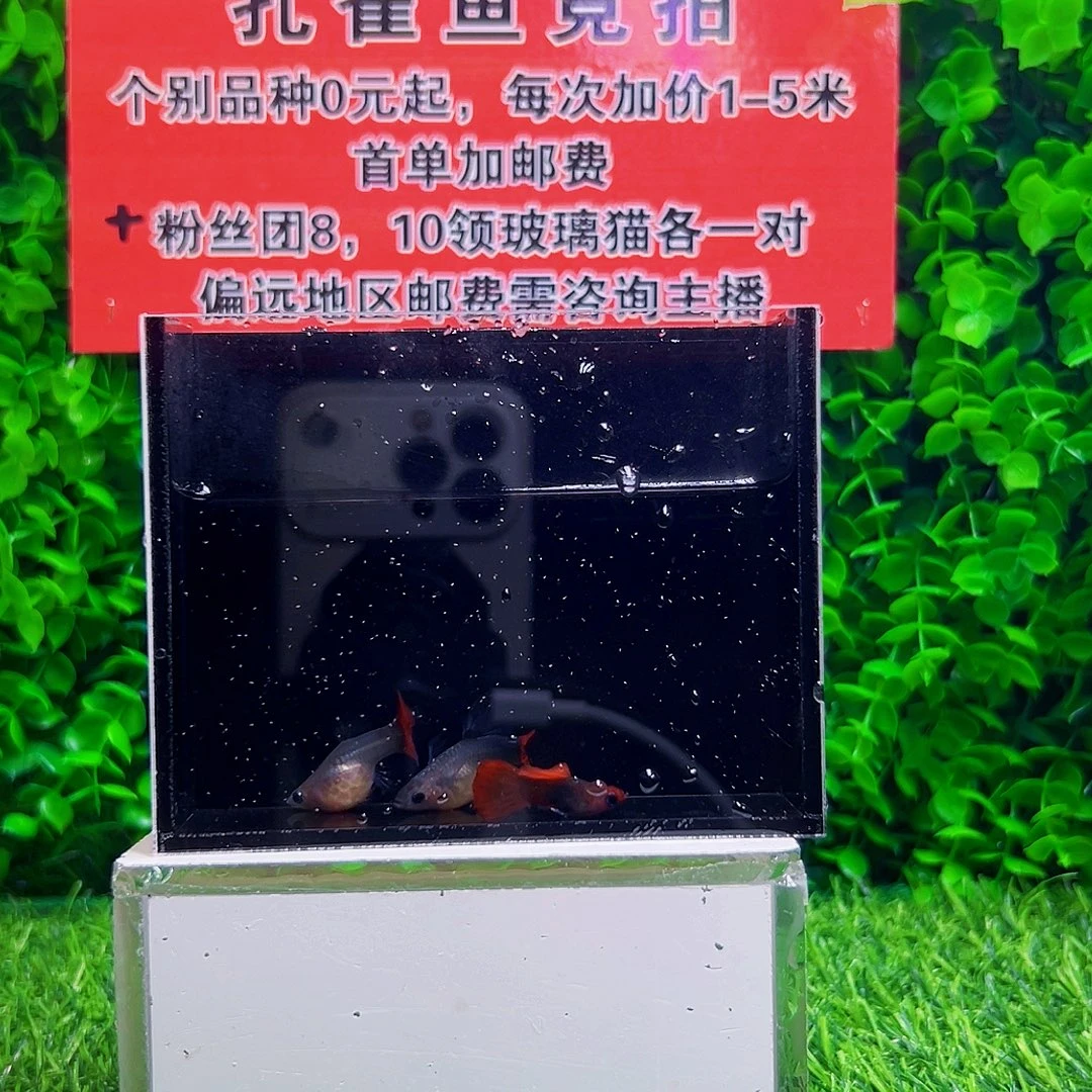 海水鱼玻璃猫孔雀鱼