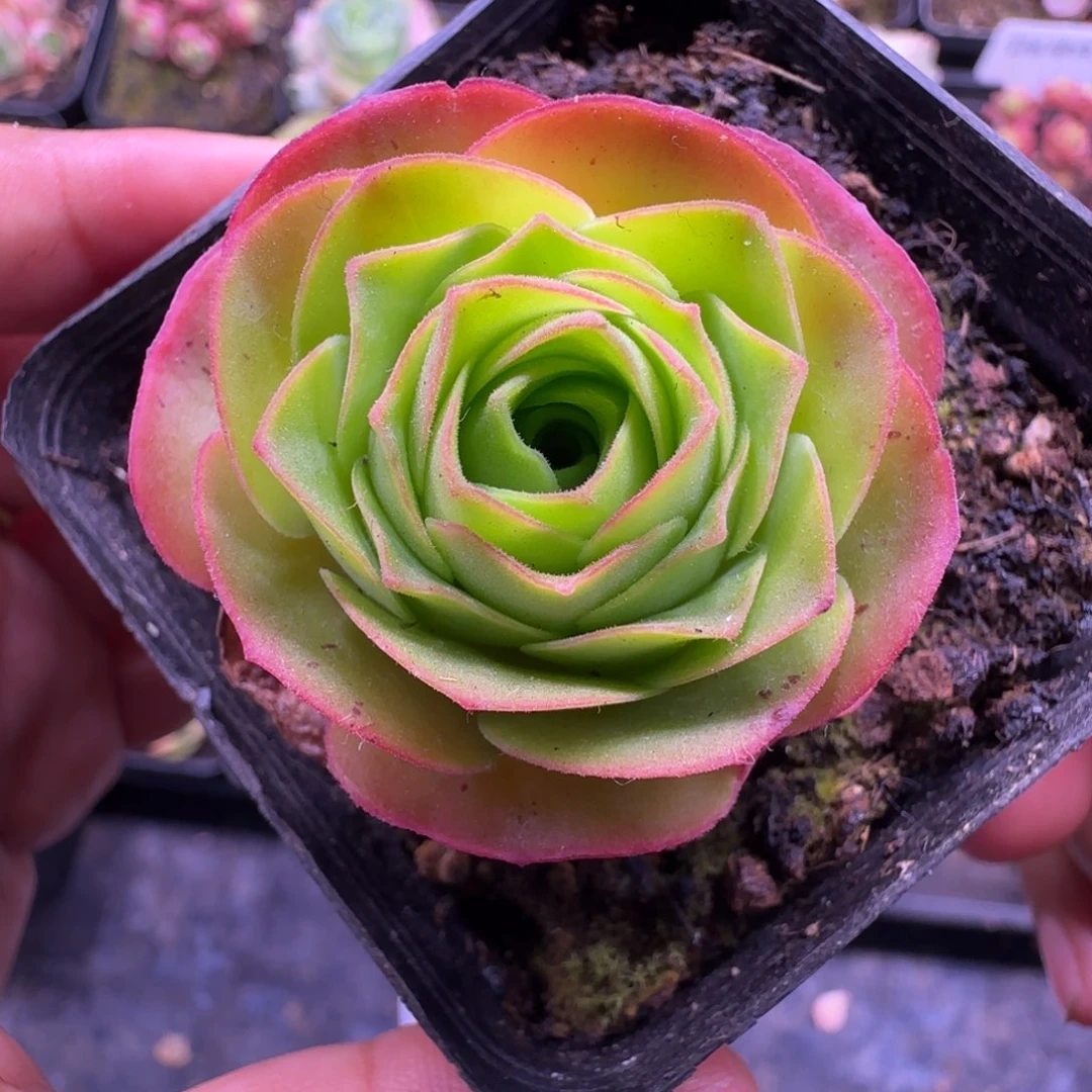L610半城玫瑰胖子