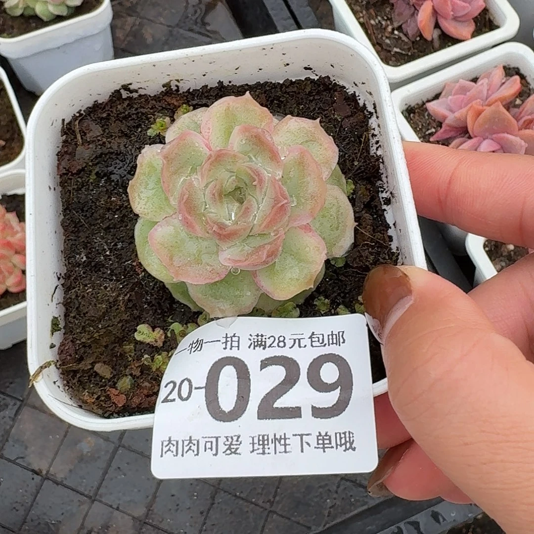 水晶虾饺无盆土发货无盆土发货无