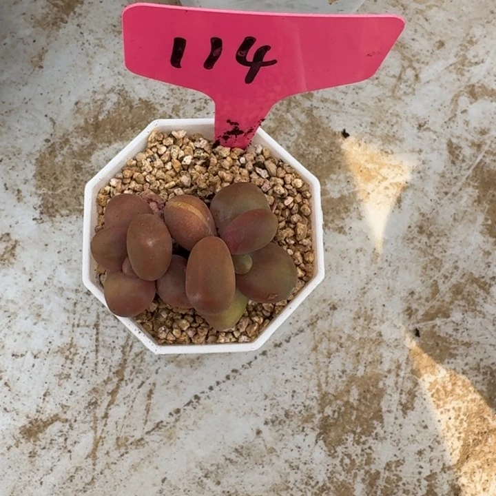 114芒果奶新号福利价