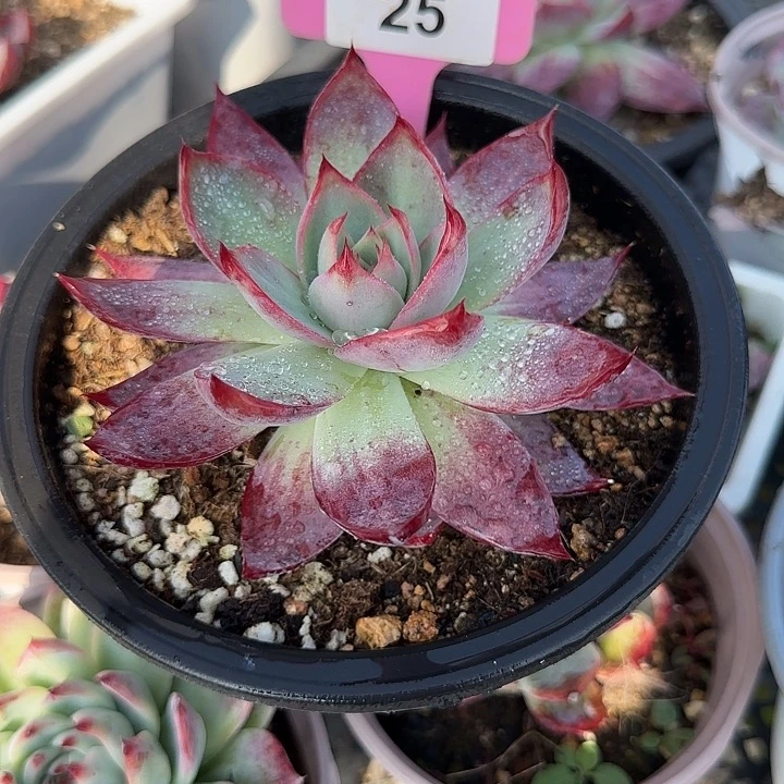 包***头25 惊鸿仙子多肉植物7-9cm