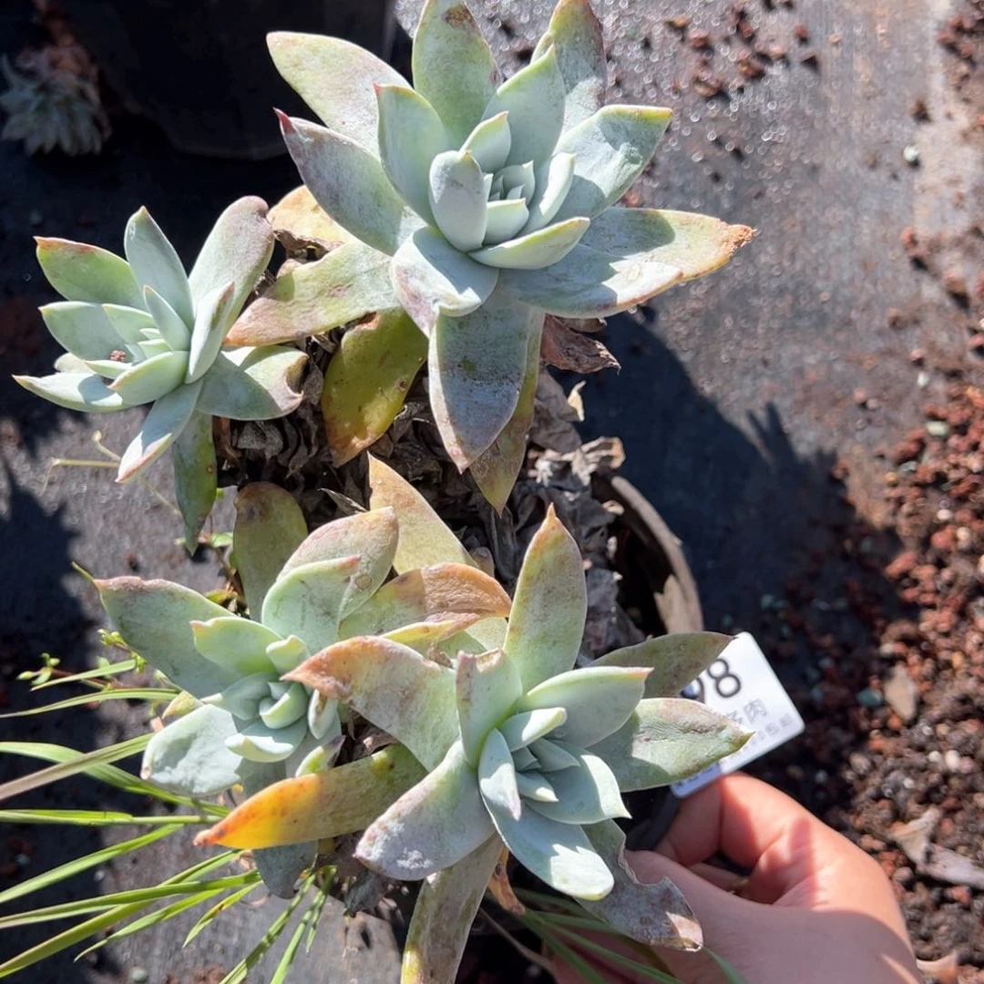 098赛丽娜多肉哈哈哈哈