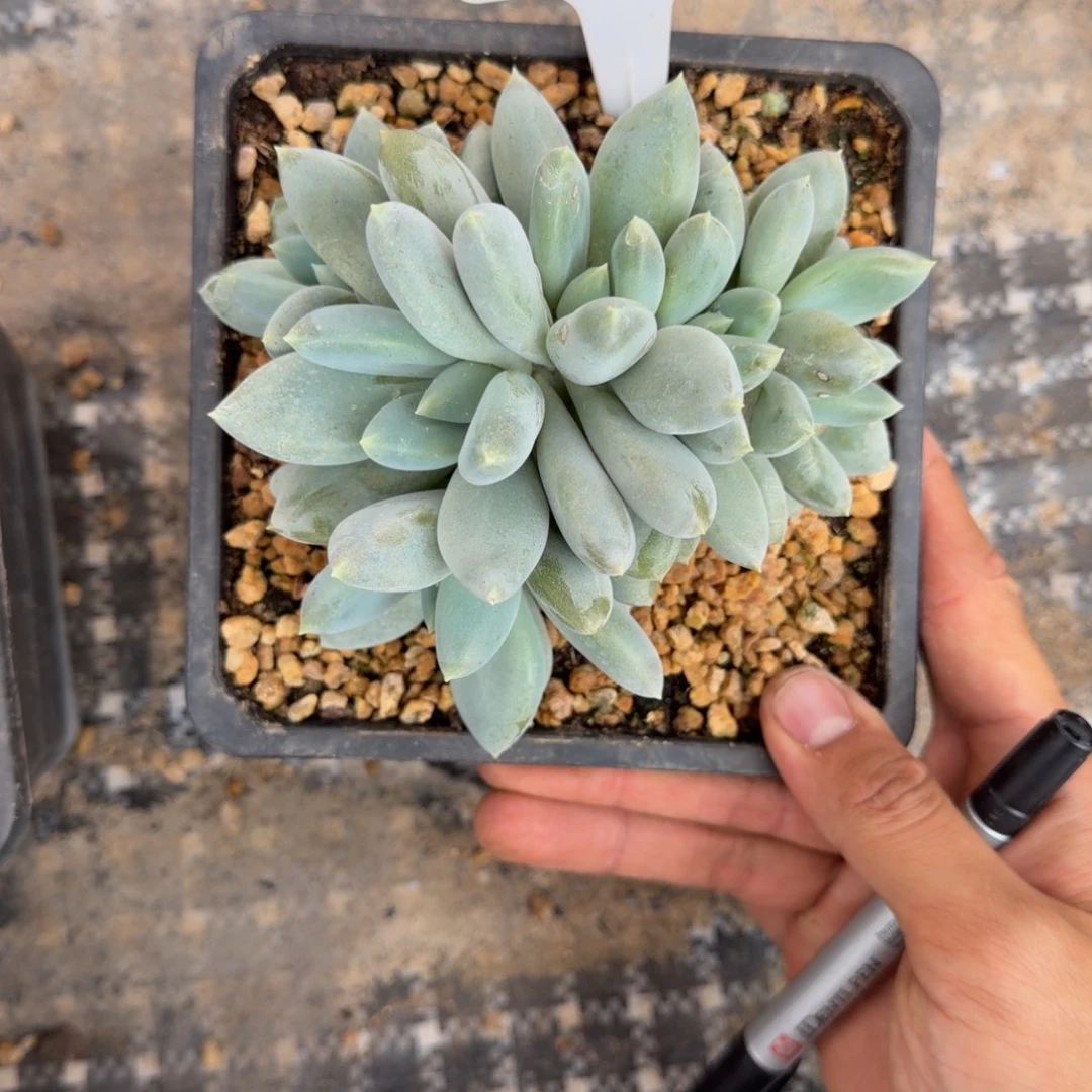 一物一拍黄胖体哥特福利款19