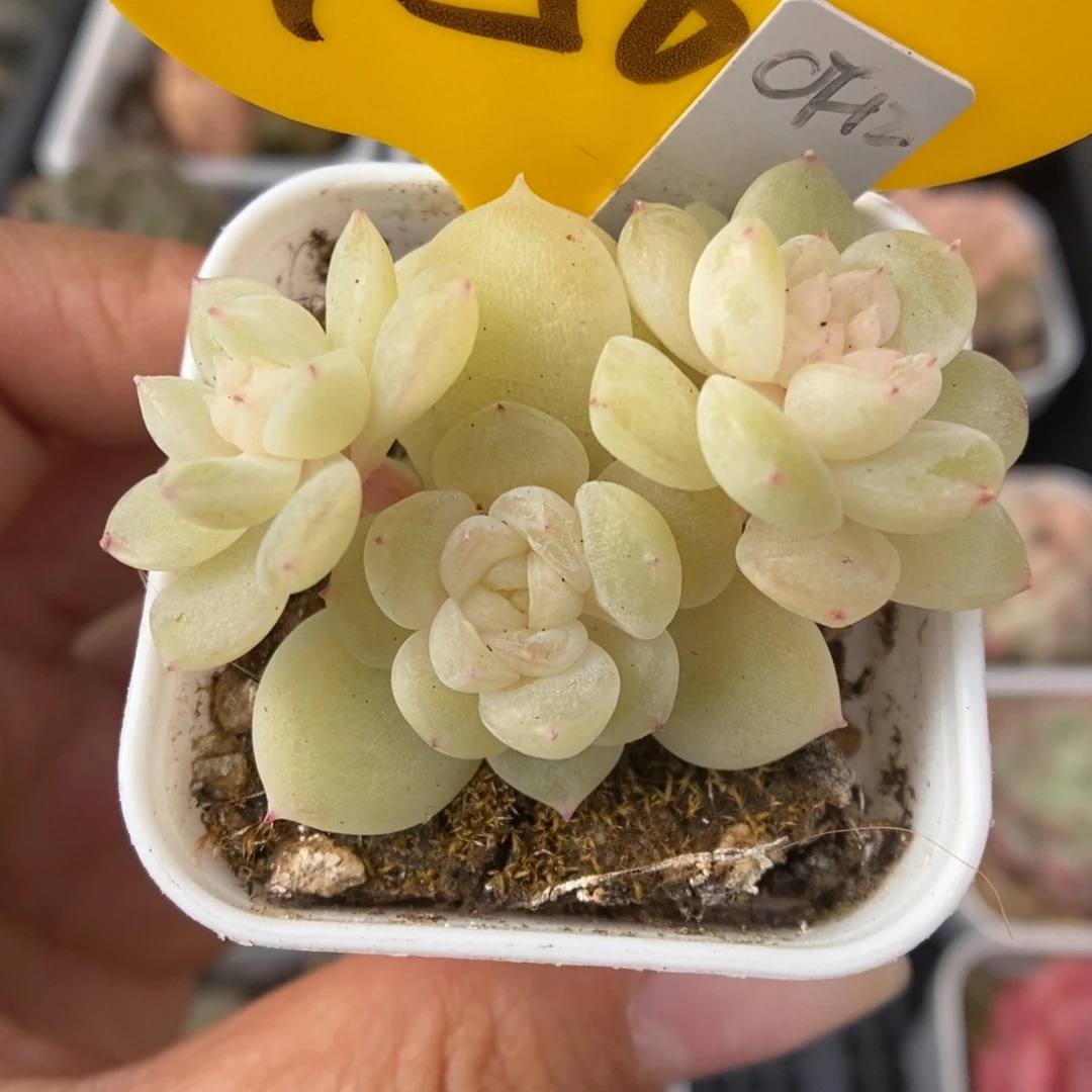 财富12可拍456号。