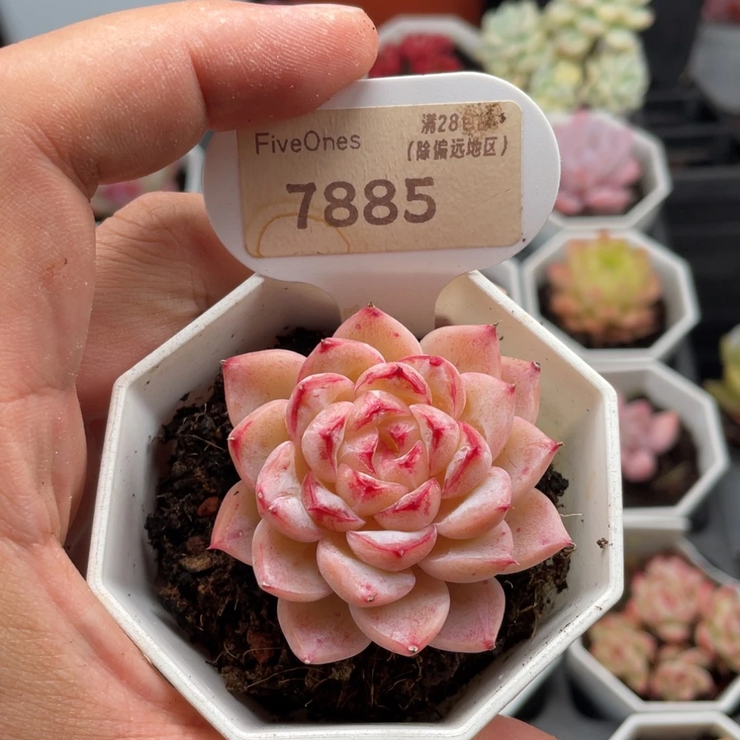 天鹅绒7885-5厘米