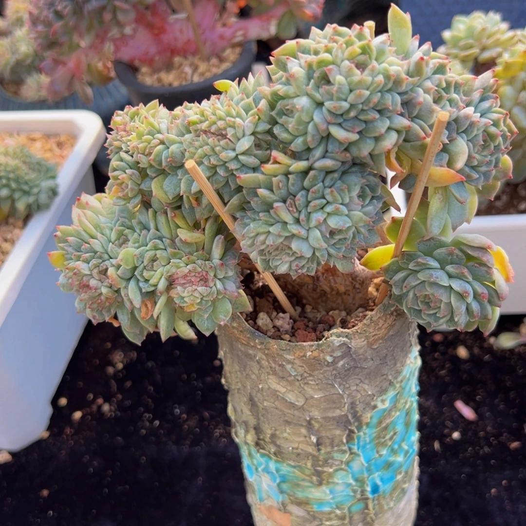 粉心冰魄超多朵朵和缀