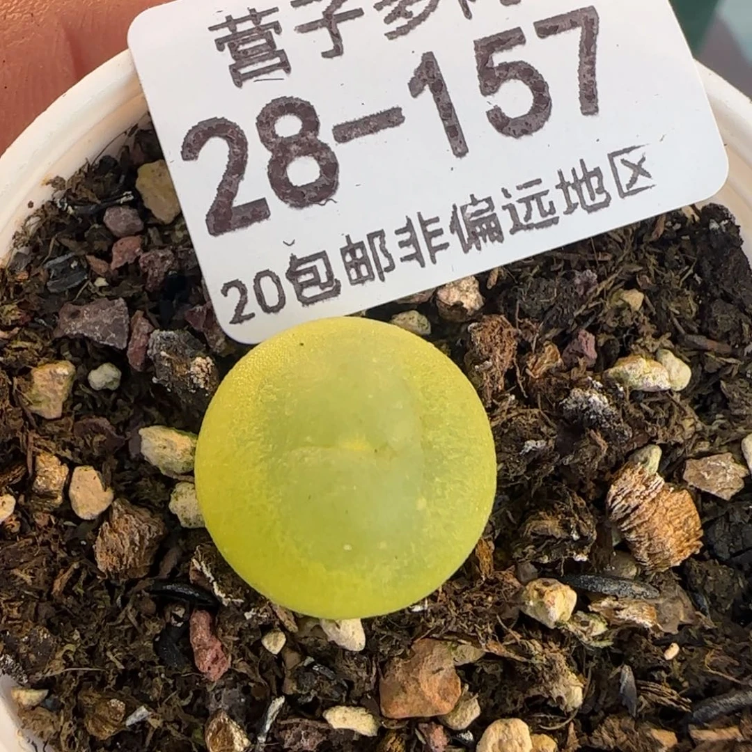 拉登1.5带盆土发货。