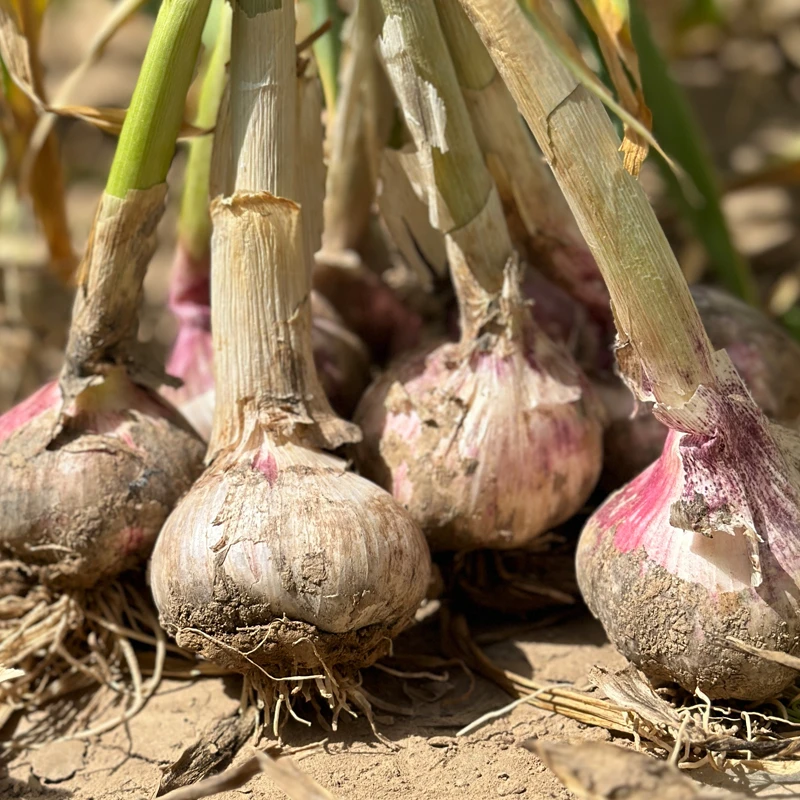 2025湿蒜河南现挖新鲜紫皮嫩蒜可做糖醋蒜腊八蒜盐蒜新鲜美味