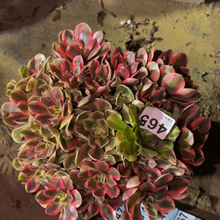 465女妖多肉植物不售后