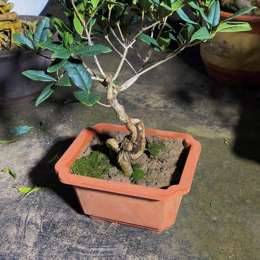 完全开放桂花盆景盆栽植物上