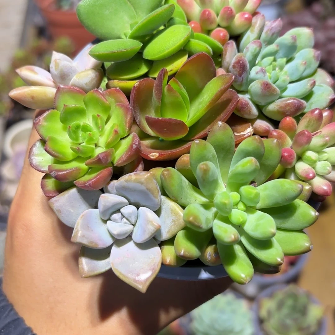 疯*新疆包邮多肉拼盘一单