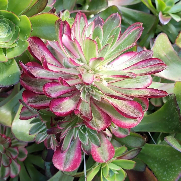 丿**枫多肉法师锦套餐二颗倾城