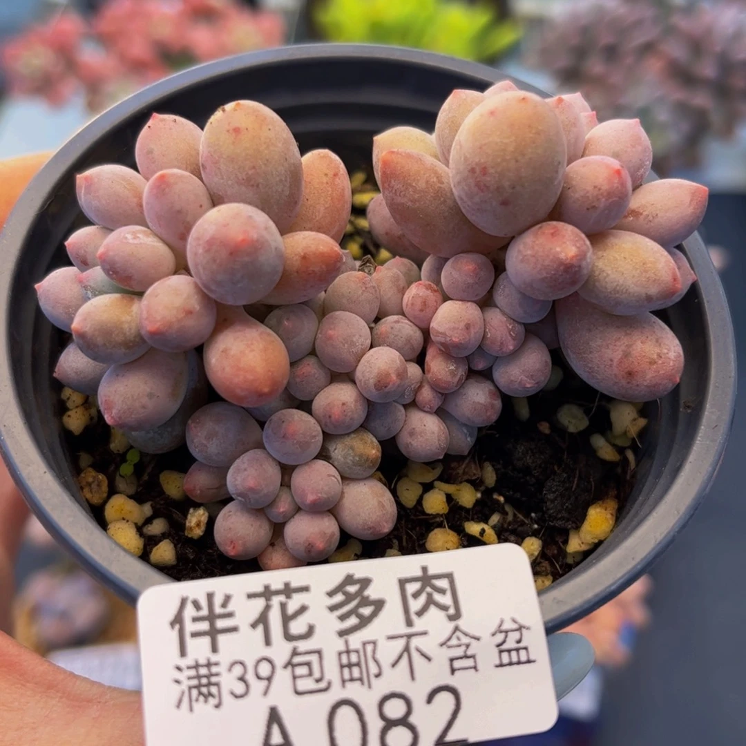 082-香水手指多肉5cm