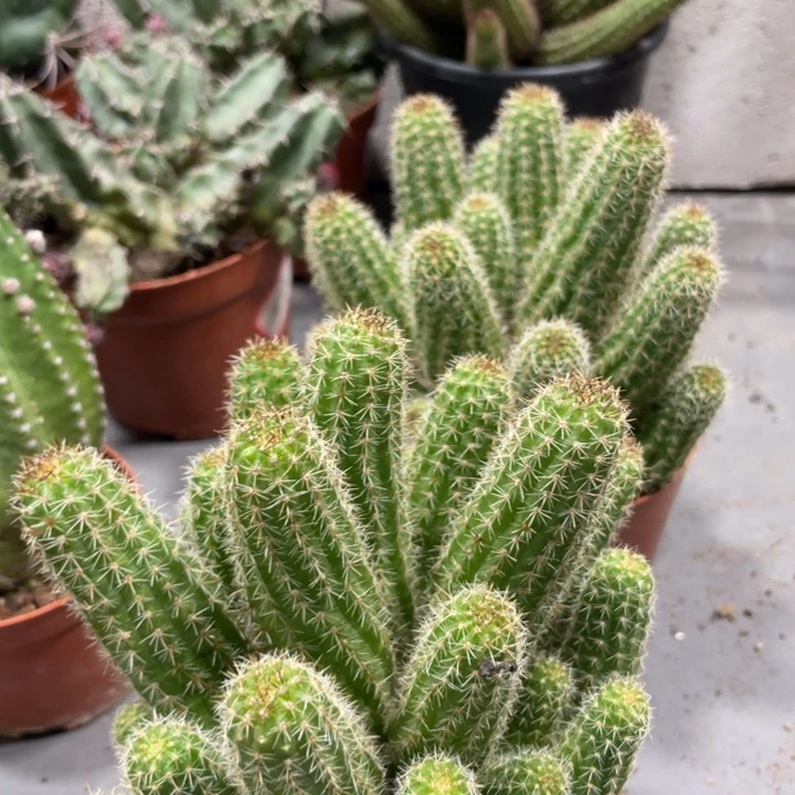 超大群林肯宝石白檀16.8