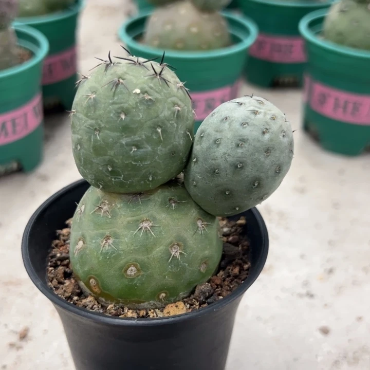 仙人球仙人球仙人球仙人球