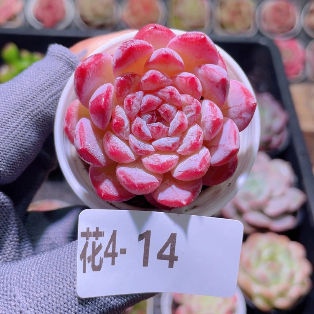 花利美 4-14果汁