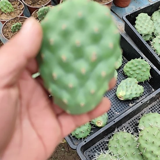 胖子硫磺仙人掌无根叶片