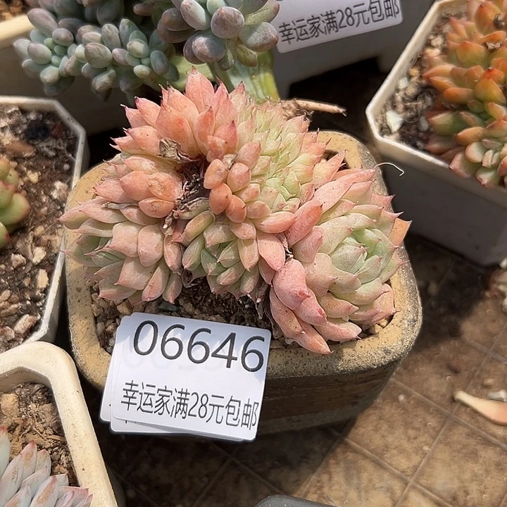 幸运的人是我自己吧笑，