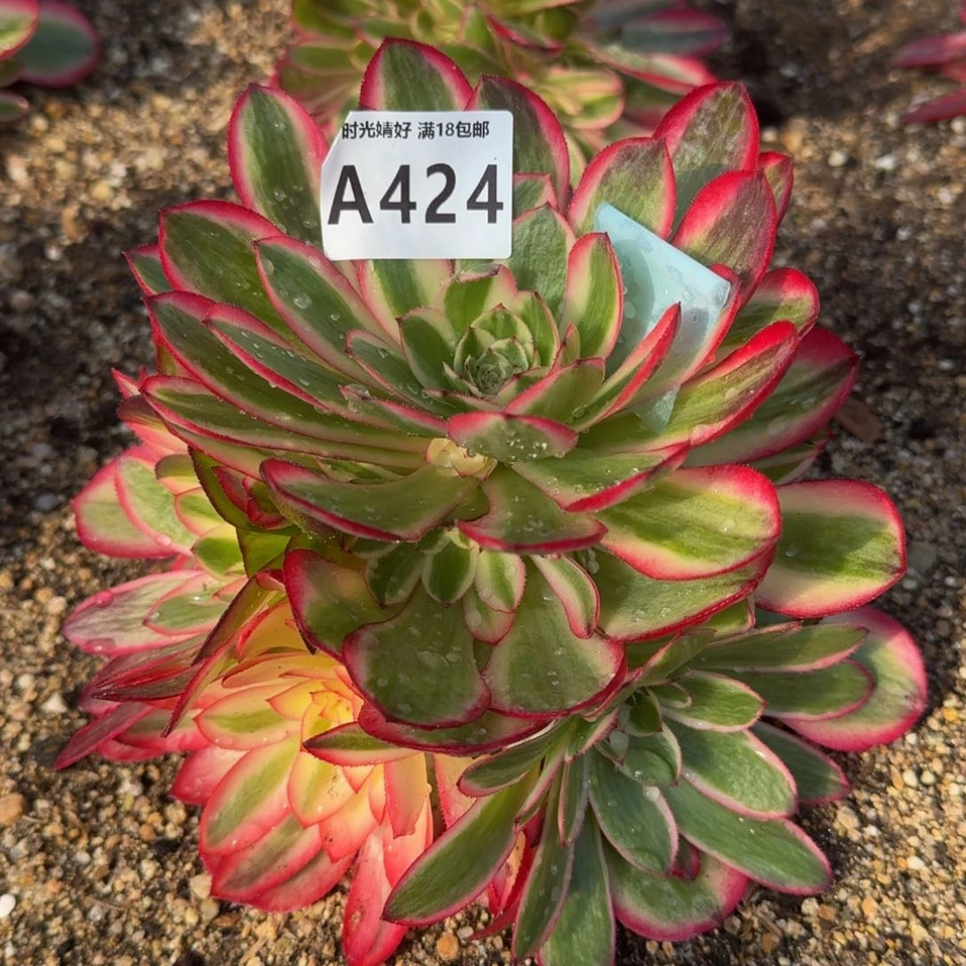 424荔枝多肉植物