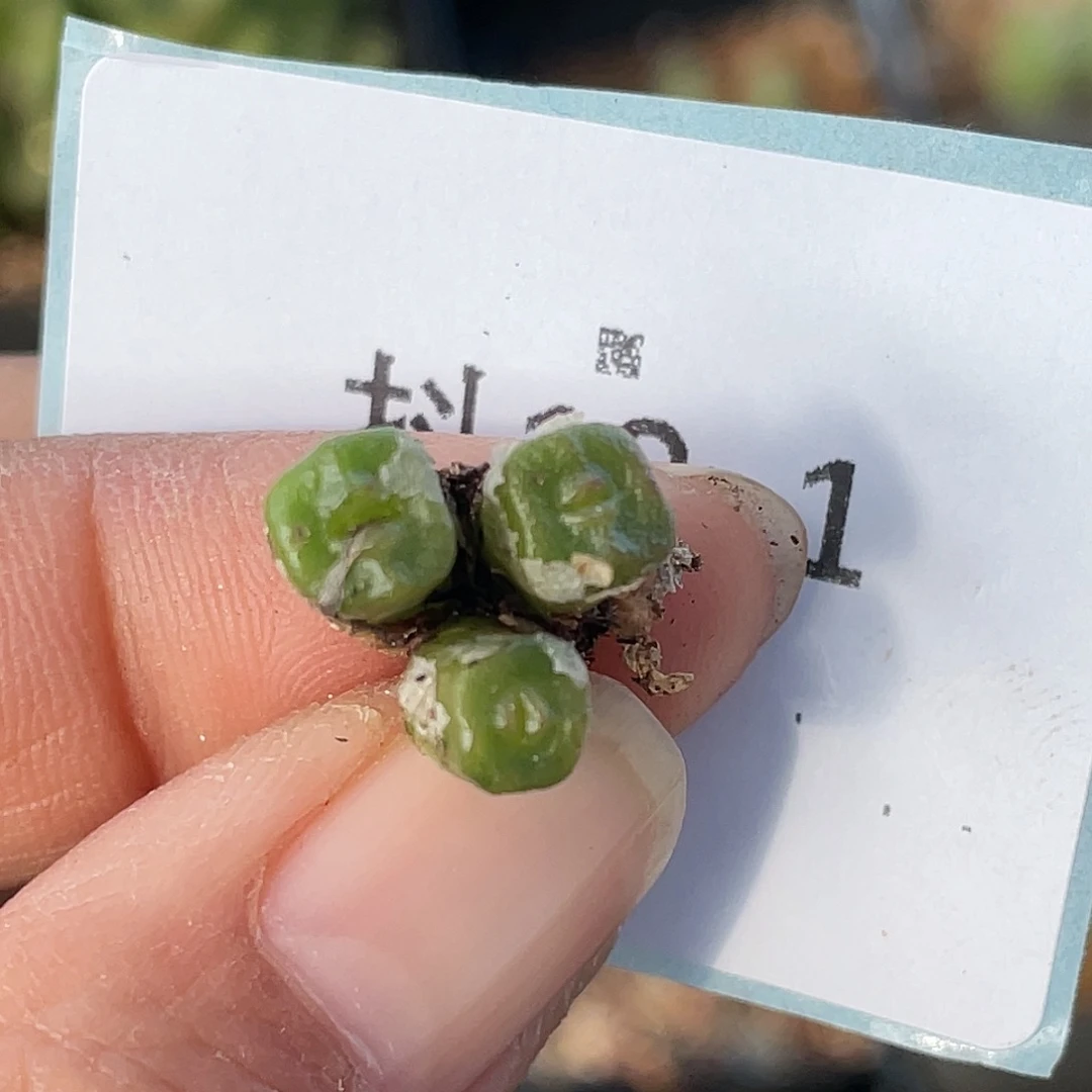 19-1方糖多肉植物