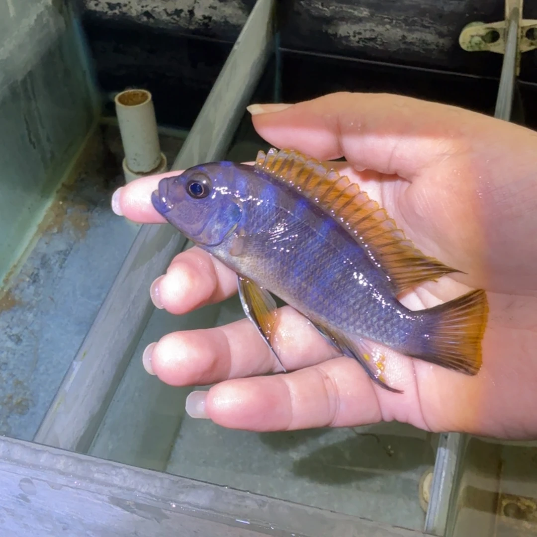 皓***辰慈鲷鱼85号加里雷亚乱纹10-11