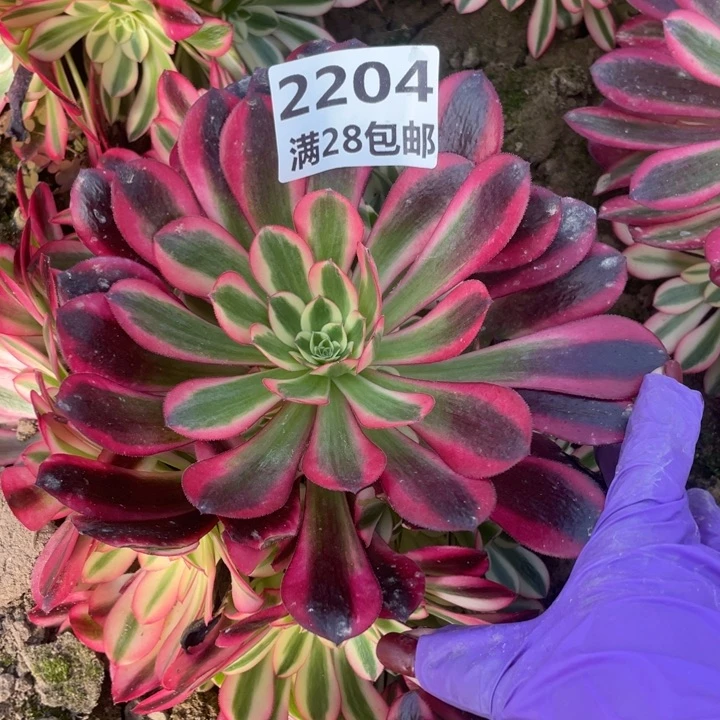 2204一号棚美杜莎D