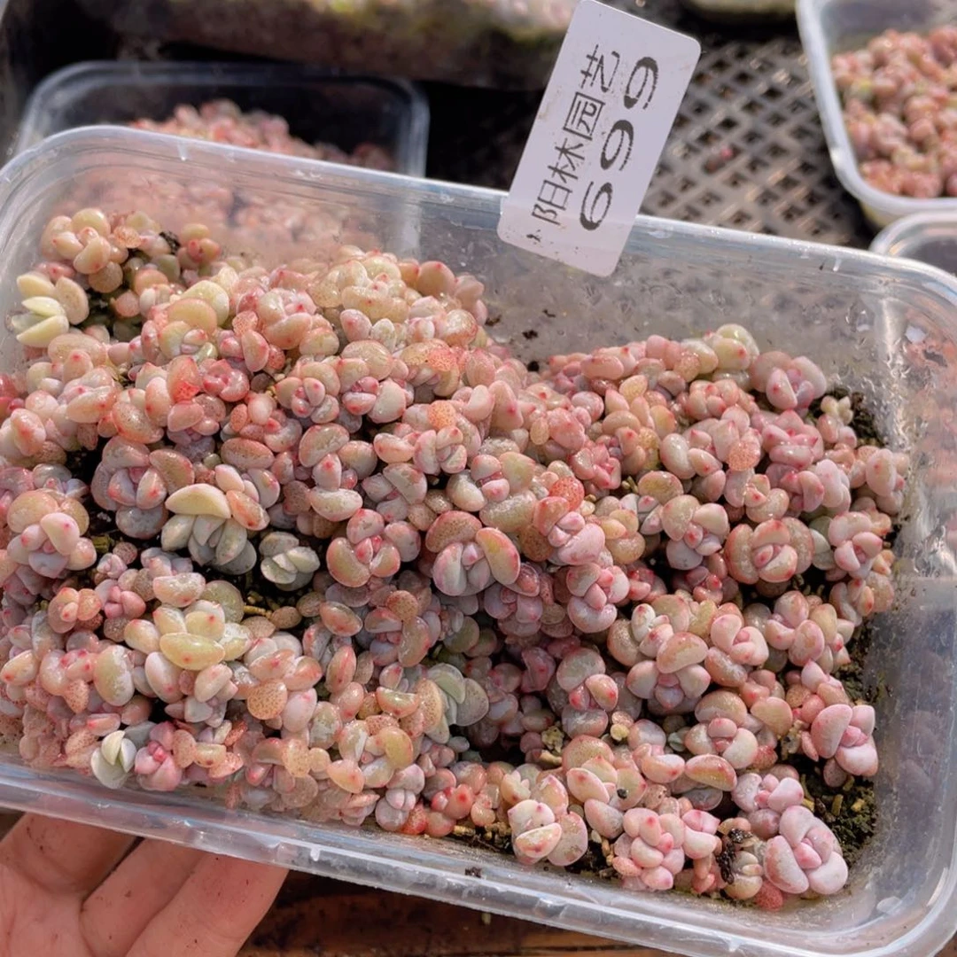 白*子多肉植物多肉植物699