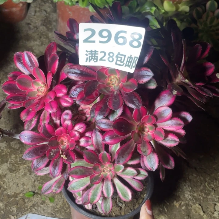 2968丛林香奈尔母本一号棚C