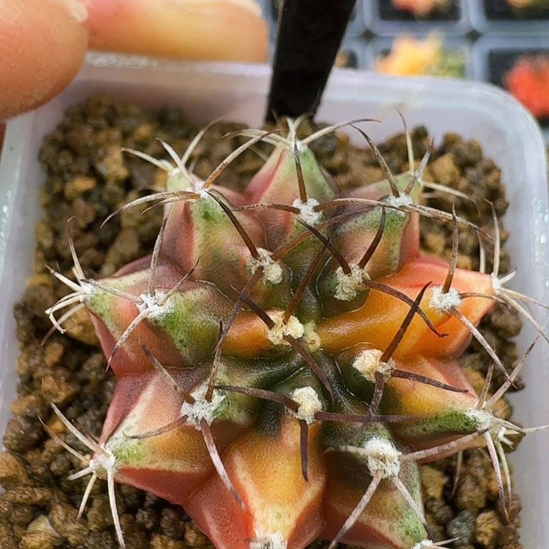 米哈实生自然锦原盆发183