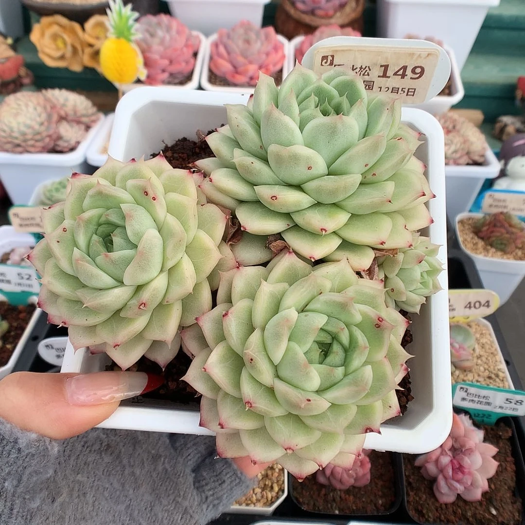 白*琛149母本女王多肉植物