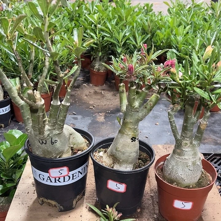 凭**思三颗裸根发货5