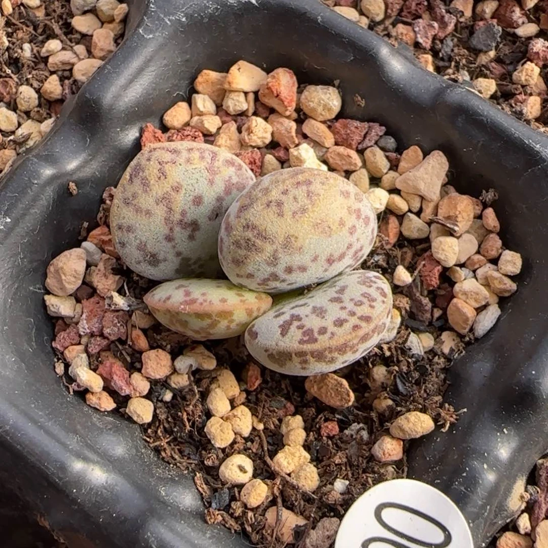 花蛋水泡多肉植物