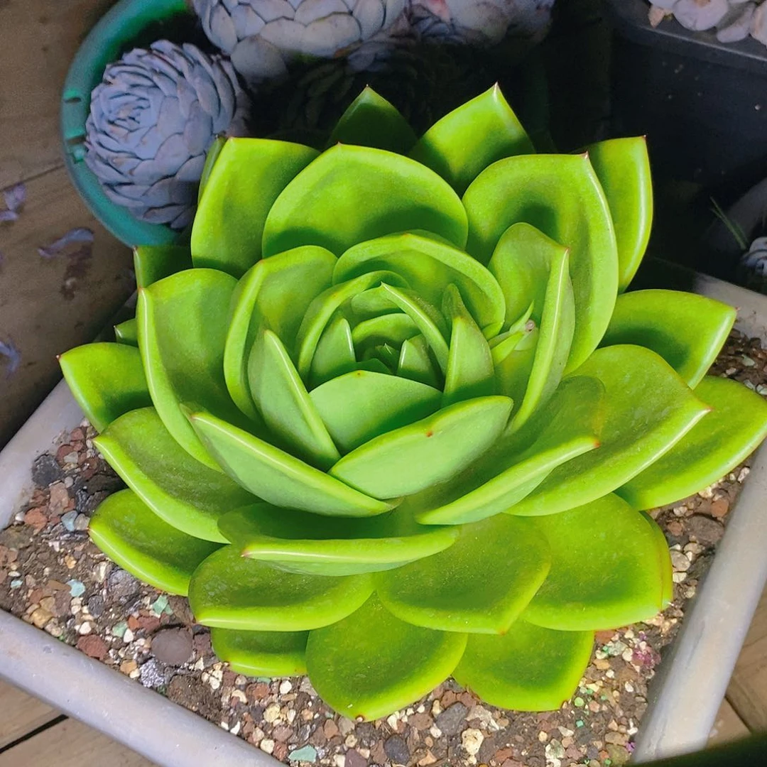 多肉植物宽叶翠花