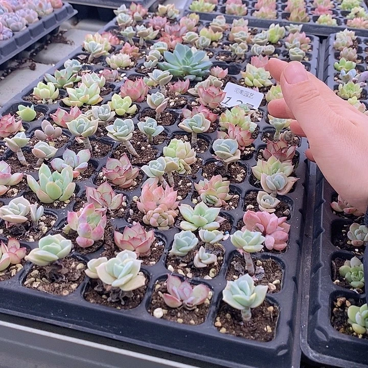 127 多肉植物盆栽植物