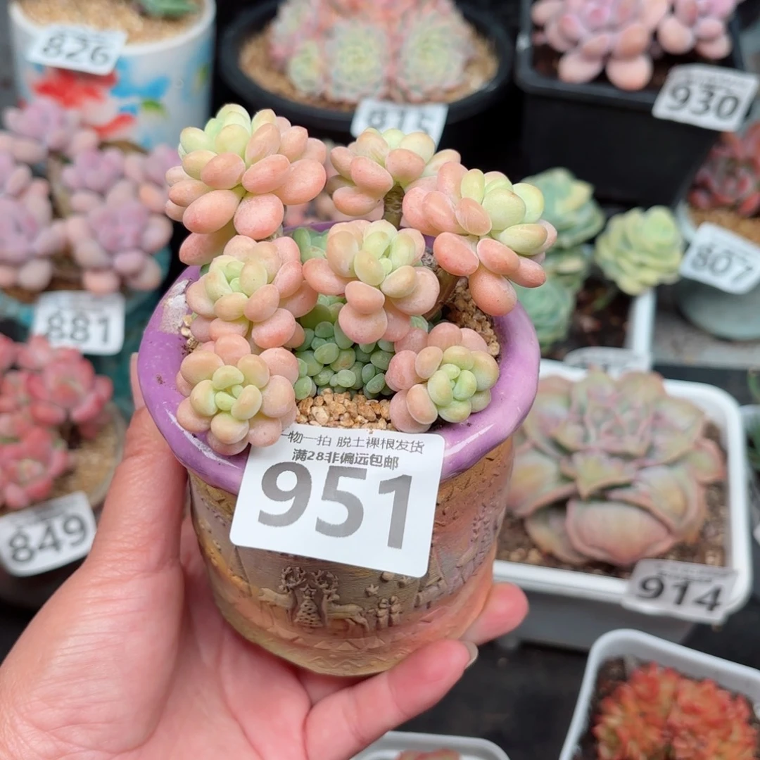 洛可可无盆土发货