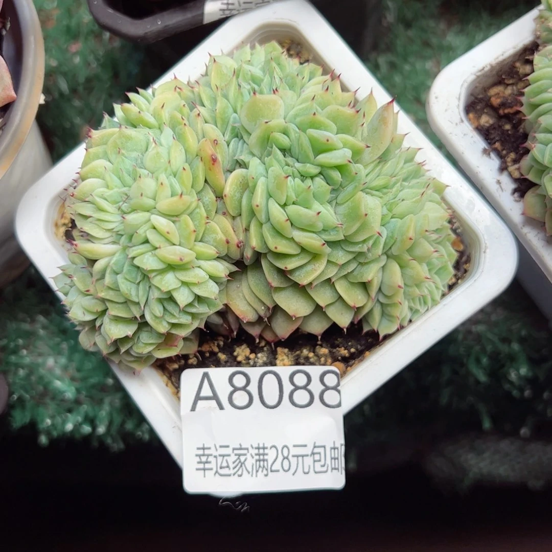 幸运的是我的朋友们