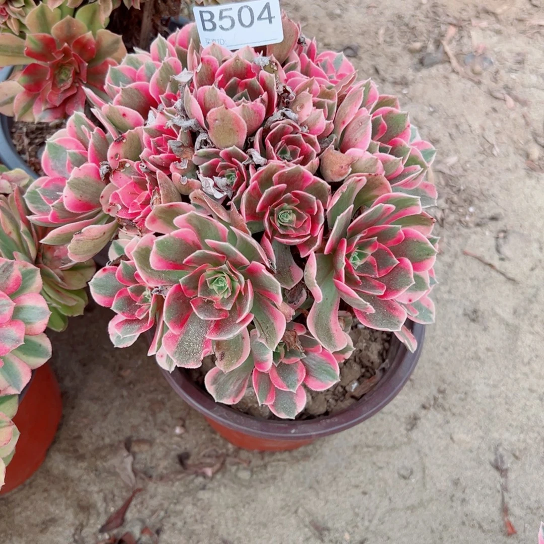 504粉女郎多肉植物法师多肉