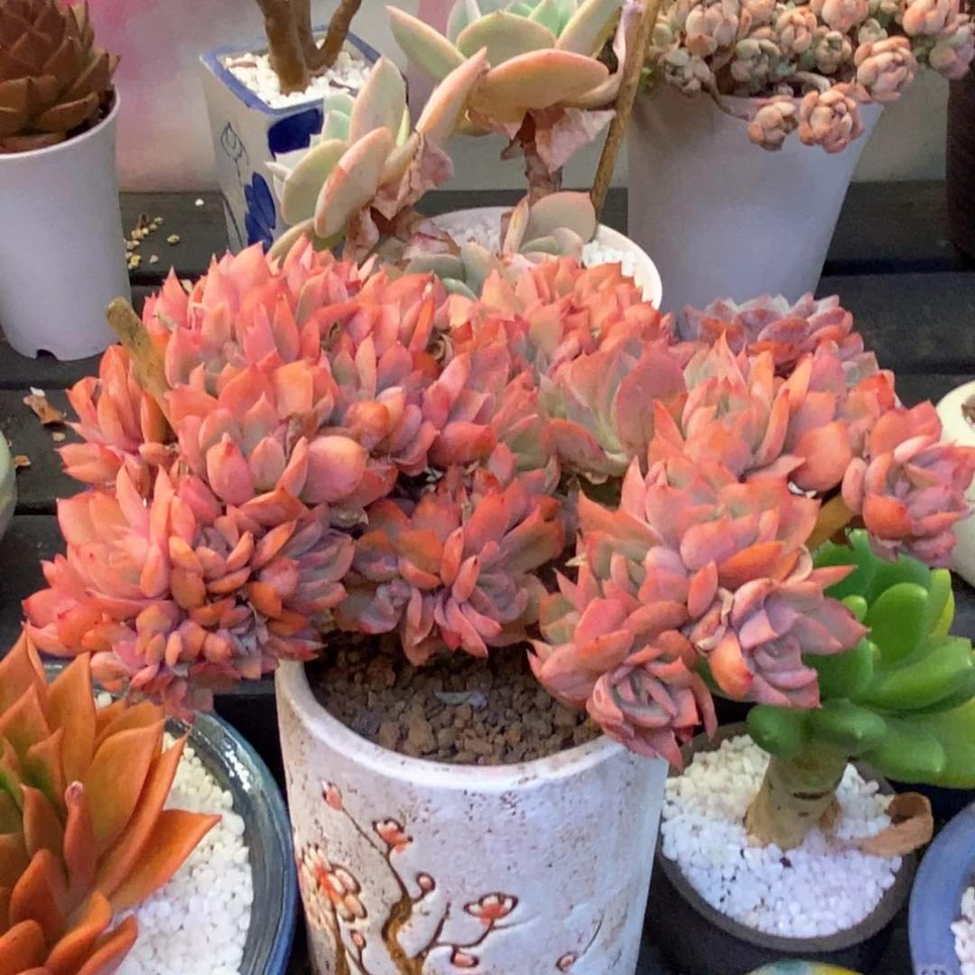 绮罗多肉植物盆栽