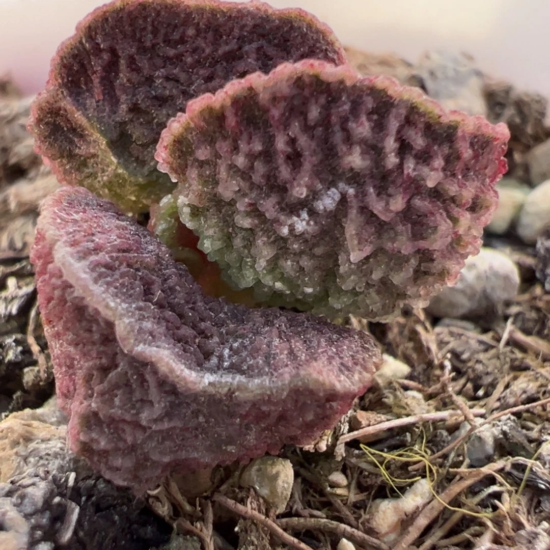 实生新品多肉植物水泡多肉植物