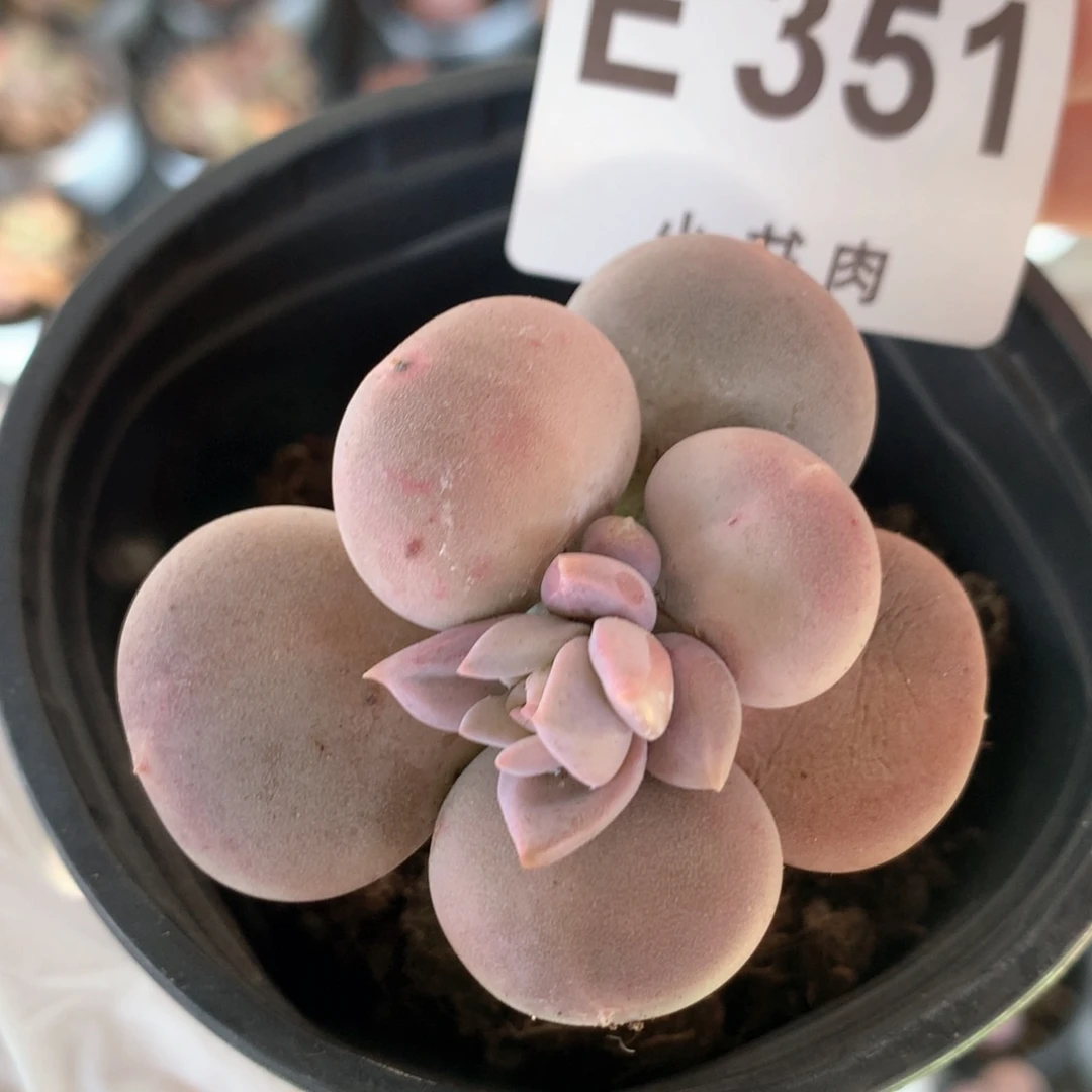 小屁桃小屁桃351