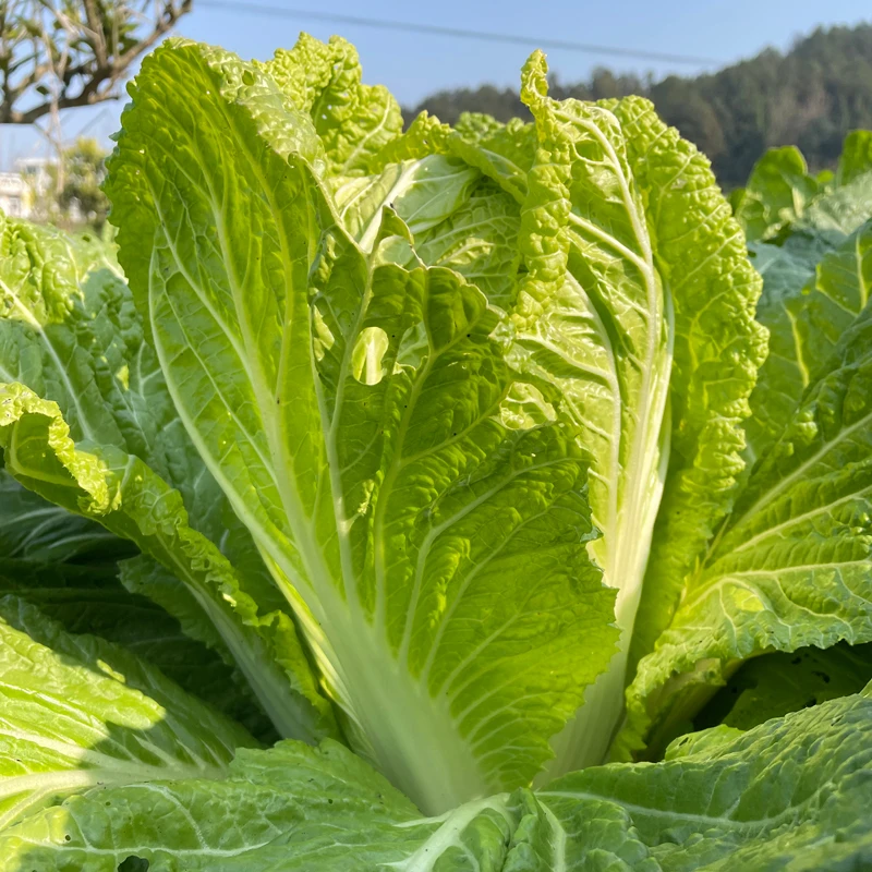 湖南农家新鲜大白菜自产大白菜生吃蔬菜白菜优质农家鲜嫩白菜